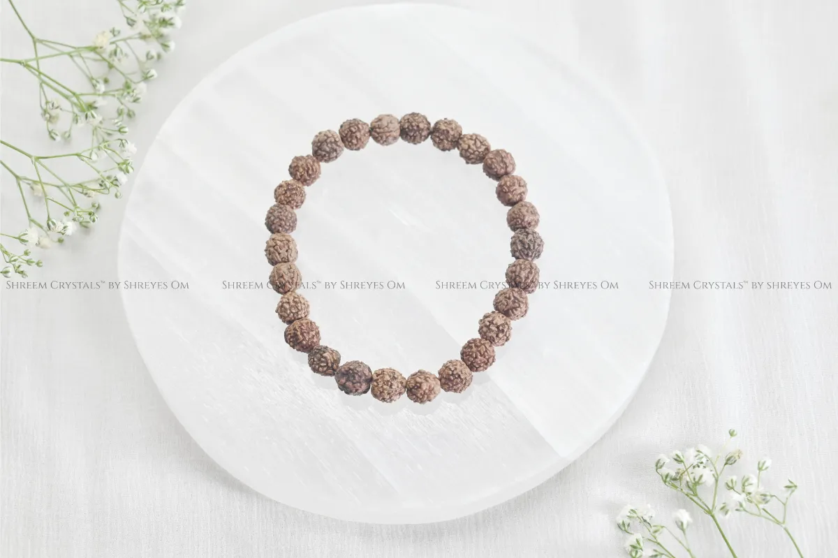 5 Mukhi Rudraksha – Shreem Crystals